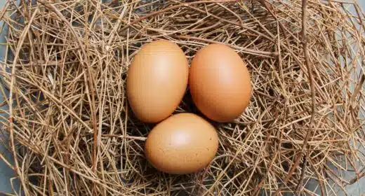 Les œufs :  nutritifs, pratiques et délicieux, ils ont tout bon ! - 5384